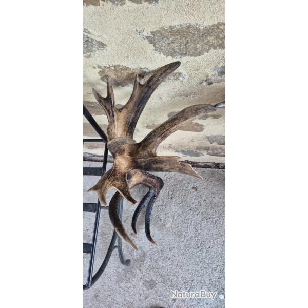 36 cors  - �normes mues de cerf �laphe