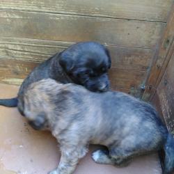 Chiot Cursin&ugrave;