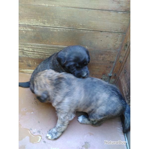 Chiot Cursin�