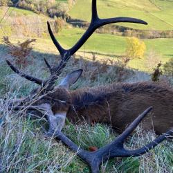 Chasse du cerf en France