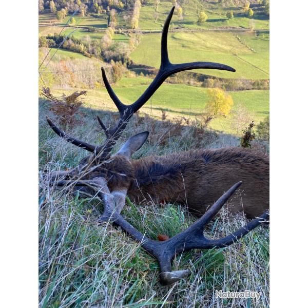 Chasse du cerf en France