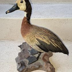Taxidermie lot 9 canards