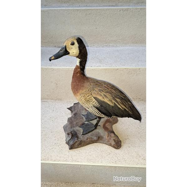 Taxidermie lot 9 canards