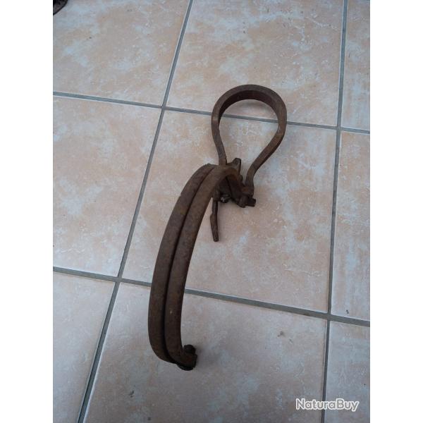 Tr�s beau col de cygne