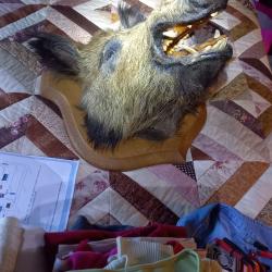 Troph&eacute;es de chasse