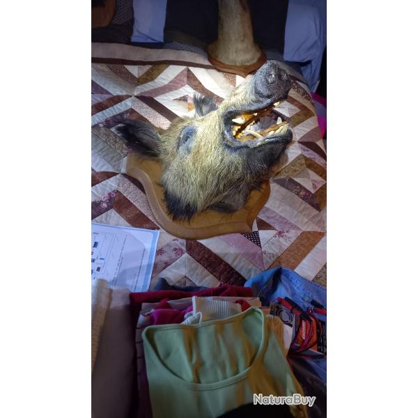 Troph�es de chasse