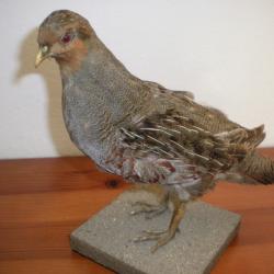 Perdrix grise naturalis&eacute;e
