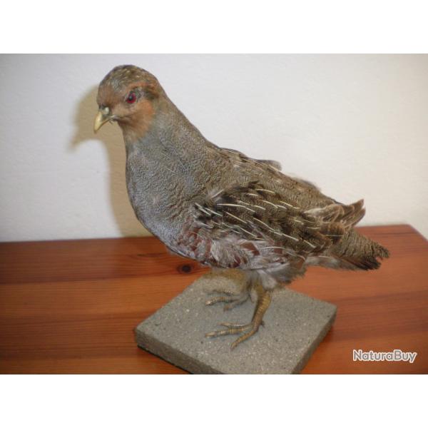 Perdrix grise naturalis�e