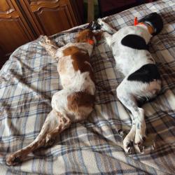 Deux Femelles Epagneul breton lof
