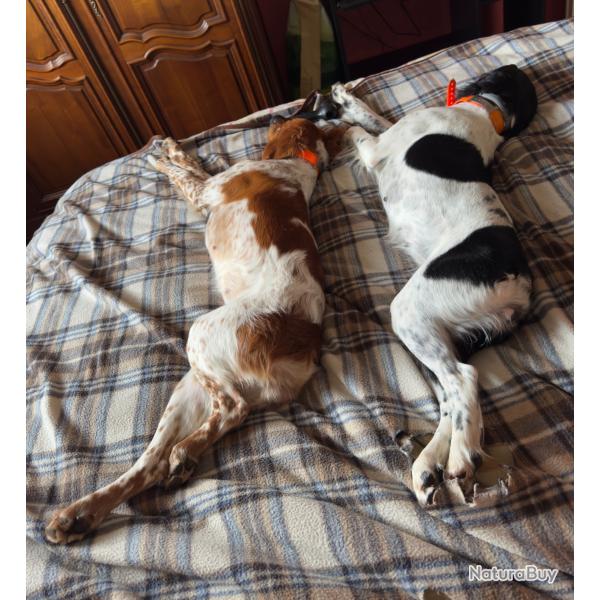 Deux Femelles Epagneul breton lof