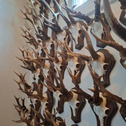 COLLECTION 60ANS DE CHASSE FRANCAISE GROS GIBIERS