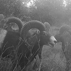 Action de Chasse gros et petit gibier H&eacute;rault