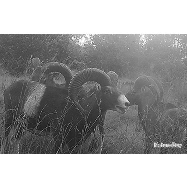 Action de Chasse gros et petit gibier H�rault