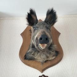 T&ecirc;te de sanglier naturalis&eacute;