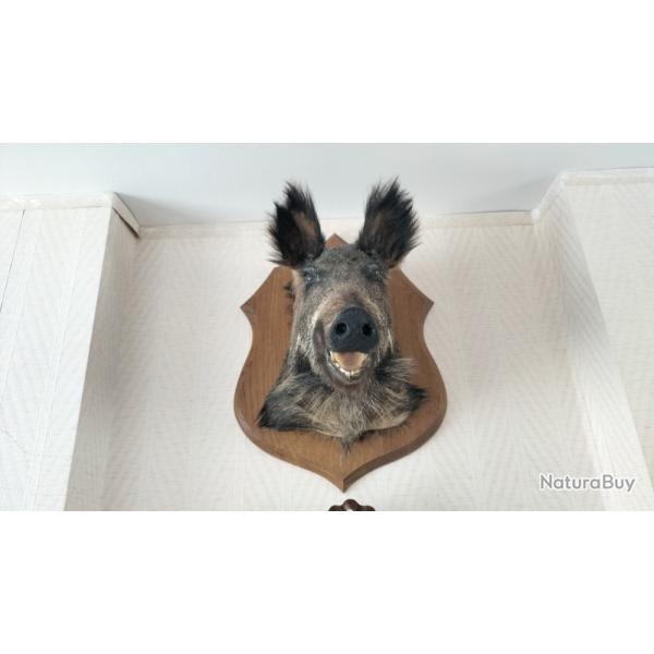 T�te de sanglier naturalis�