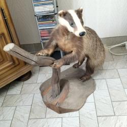 Blaireau naturalis&eacute; sur socle.