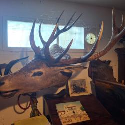 COLLECTION 60 ANS DE CHASSE FRANCAISE GROS GIBIERS CERFS