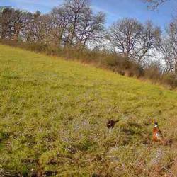 action de chasse petits gibiers  en Brenne