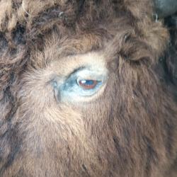 T&ecirc;te de bison