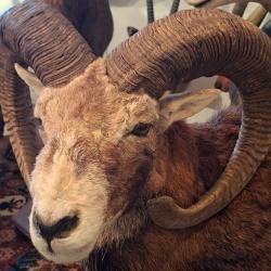 COLLECTION 60 ANS DE CHASSE FRANCAISE GROS GIBIERS MOUFLONS