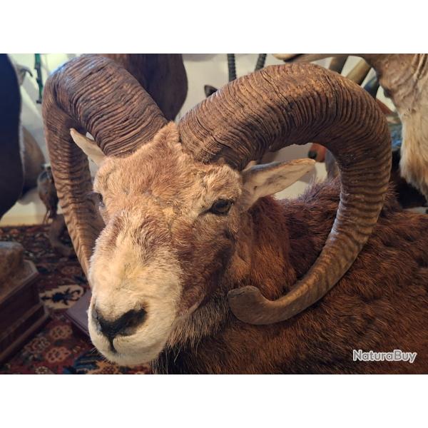 COLLECTION 60 ANS DE CHASSE FRANCAISE GROS GIBIERS MOUFLONS