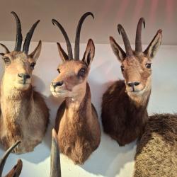 COLLECTION 60 ANS DE CHASSE FRANCAISE GROS GIBIERS ISARDS