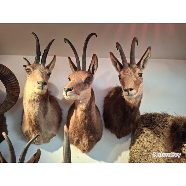 COLLECTION 60 ANS DE CHASSE FRANCAISE GROS GIBIERS ISARDS