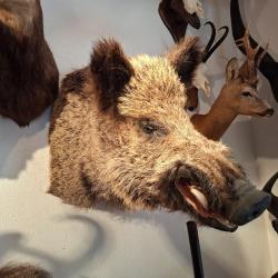 COLLECTION 60 ANS DE CHASSE FRANCAISE GROS GIBIERS SANGLIER