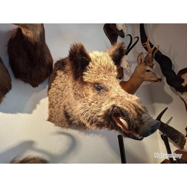 COLLECTION 60 ANS DE CHASSE FRANCAISE GROS GIBIERS SANGLIER