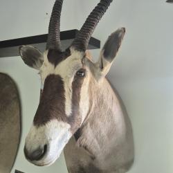 ORYX d'Adrique du Sud