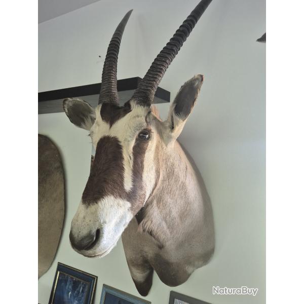 ORYX d'Adrique du Sud