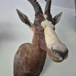 Damalisque &agrave; front blanc - Blesbok - Afrique du Sud