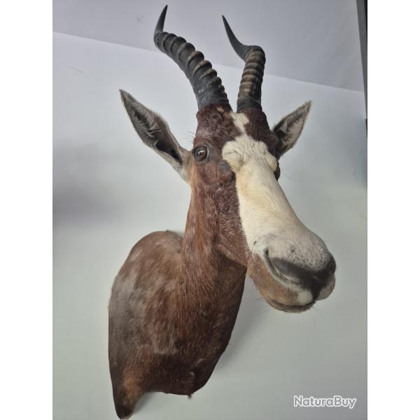 Damalisque � front blanc - Blesbok - Afrique du Sud