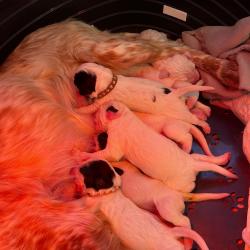 Chiot setter anglais