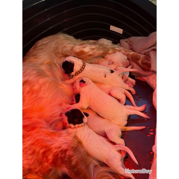 Chiot setter anglais