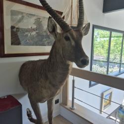 Cob &agrave; croissant - Waterbuck - Naturalis&eacute; pour moiti&eacute; du corps
