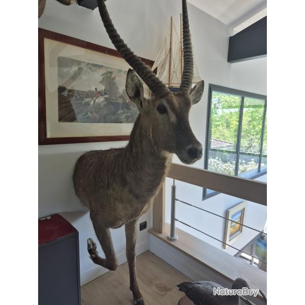 Cob � croissant - Waterbuck - Naturalis� pour moiti� du corps