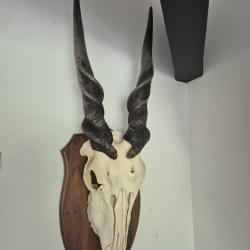 Troph&eacute;e Elan du Cap