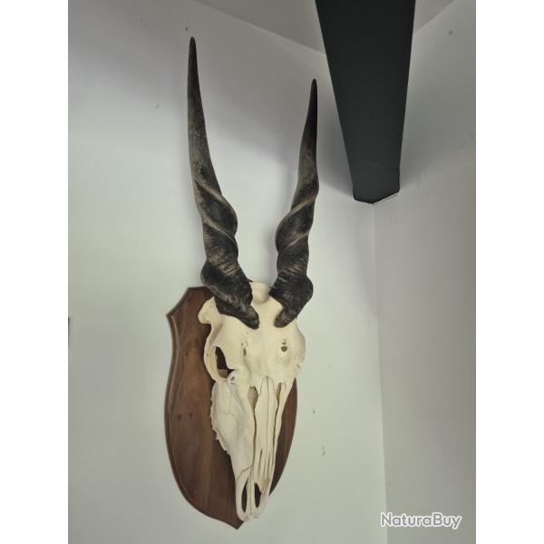 Troph�e Elan du Cap