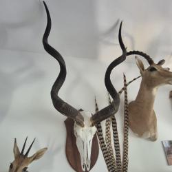 Troph&eacute;e de Grand Koudou