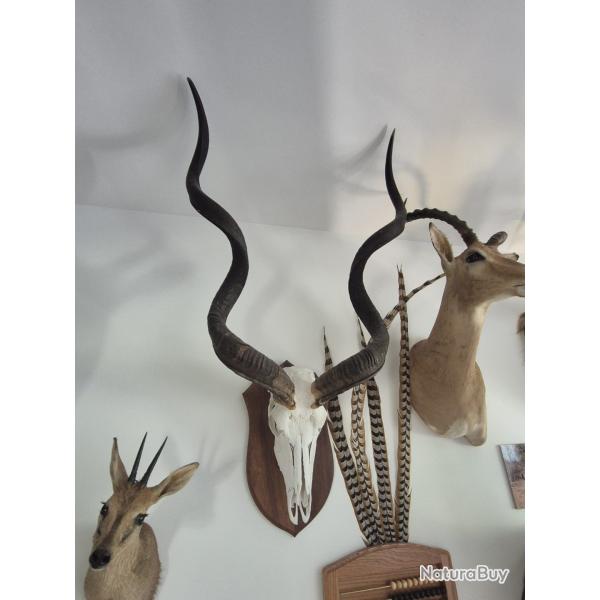 Troph�e de Grand Koudou