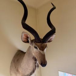 Magnifique Grand Koudou