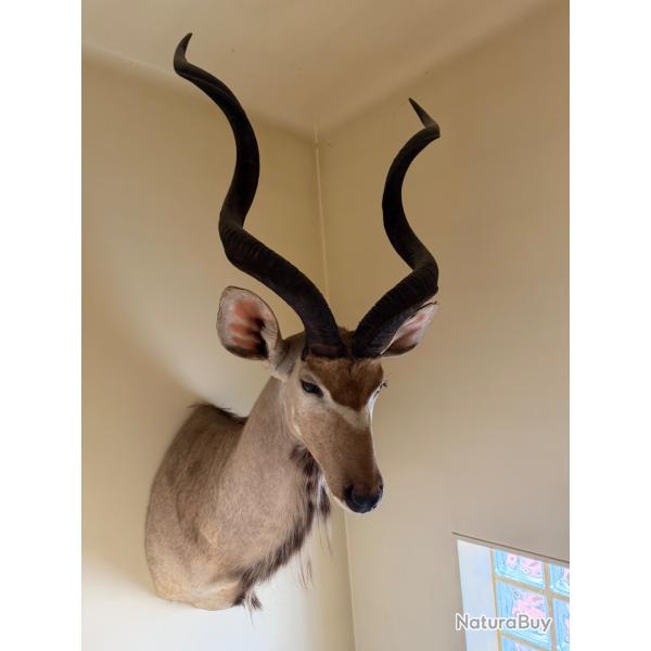 Magnifique Grand Koudou