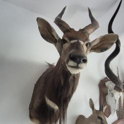 Nyala Afrique du Sud naturalis&eacute;