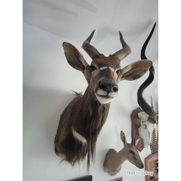Nyala Afrique du Sud naturalis�