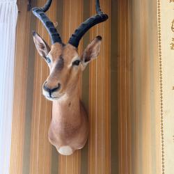 Impala grande corne en forme de lyre pi&egrave;ce rare collection