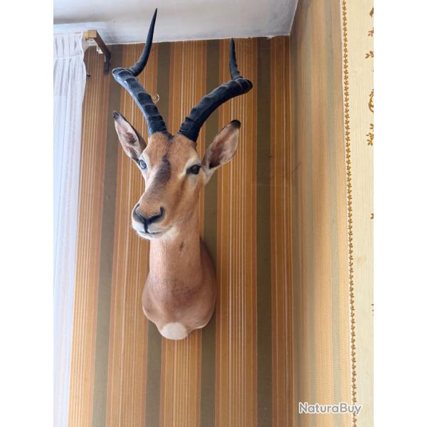Impala grande corne en forme de lyre pi�ce rare collection