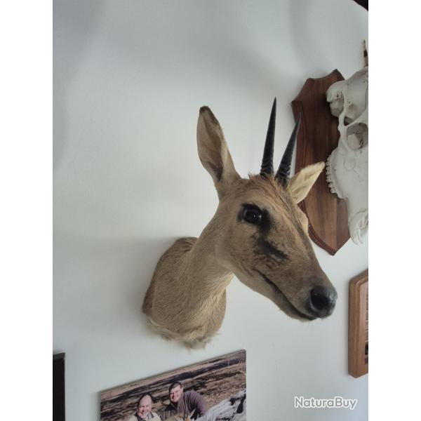 Antilope DUIKER naturalis�e