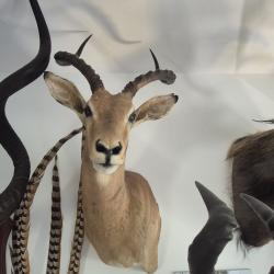 Troph&eacute;e d'Impala naturalis&eacute;
