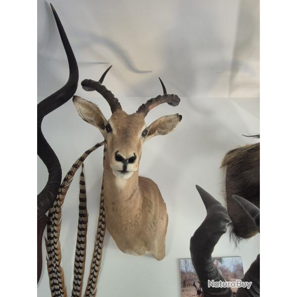 Troph�e d'Impala naturalis�